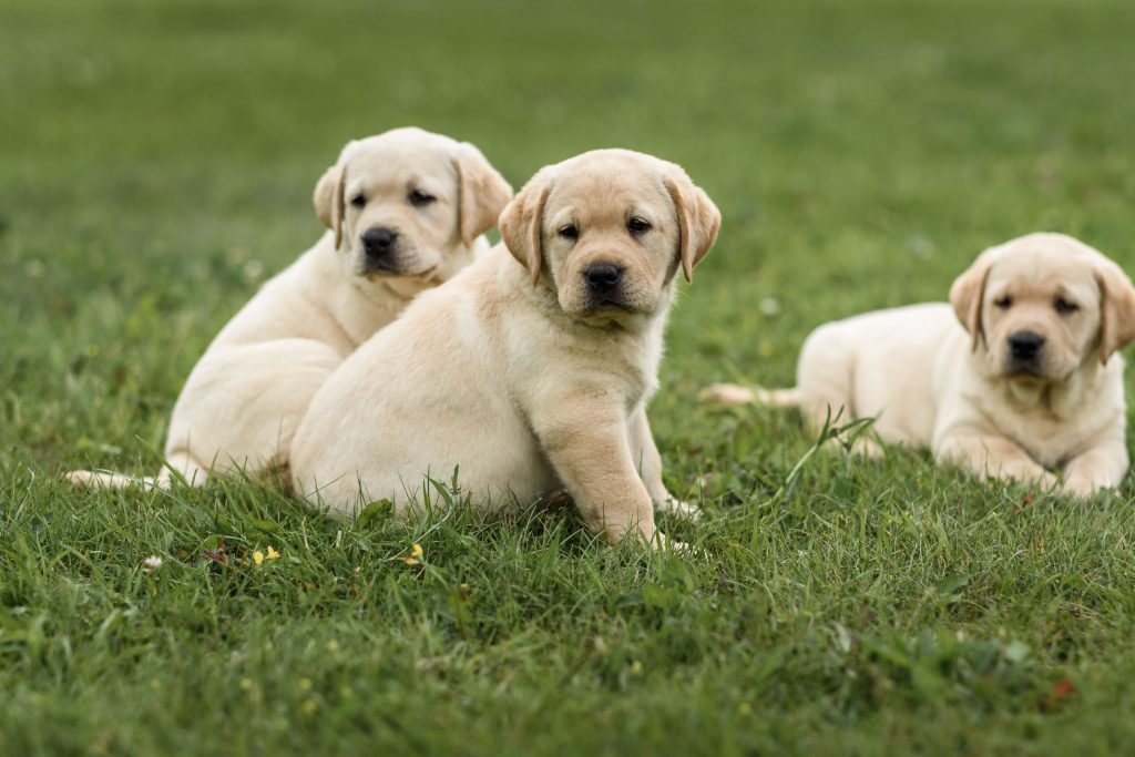 LabPuppies