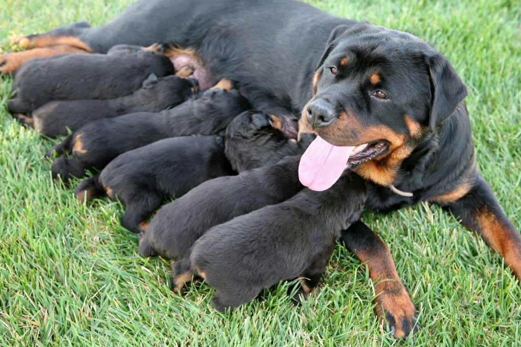 RottLitter