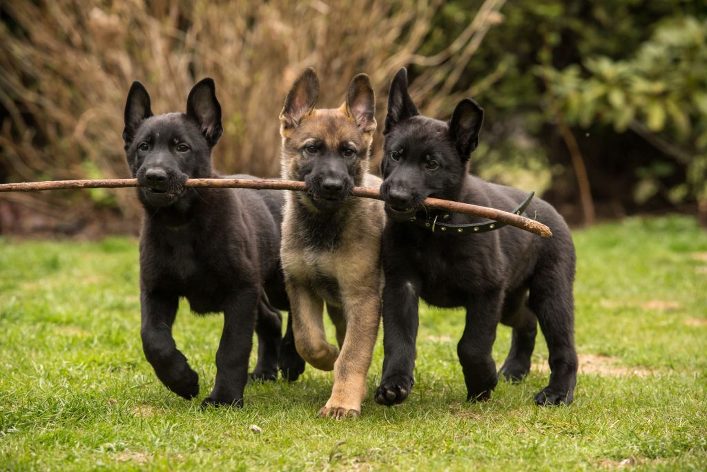 ShepherdPuppies